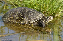 Sumpfschildkrte  - Zum Vergroessern klicken!